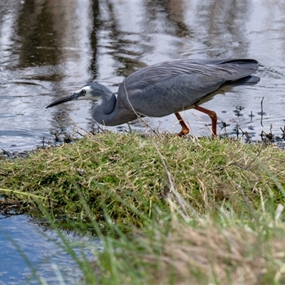 Egretta novaehollandiae (White-faced Heron) at Fyshwick, ACT - 22 Sep 2025 by Untidy