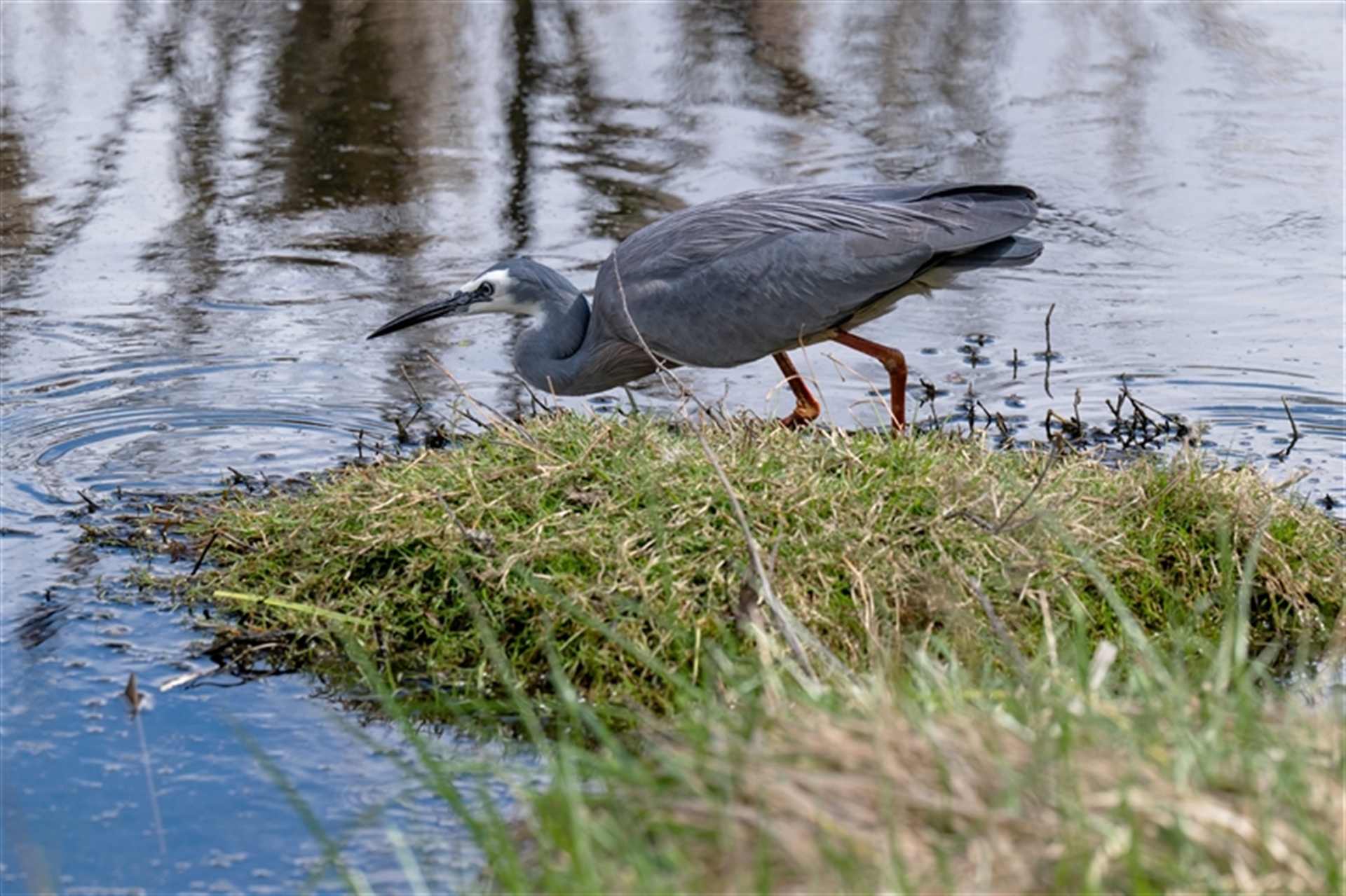 Egretta novaehollandiae at Fyshwick, ACT - 22 Sep 2025 01:47 PM