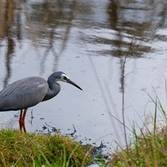 Egretta novaehollandiae at Fyshwick, ACT - 22 Sep 2025 01:47 PM