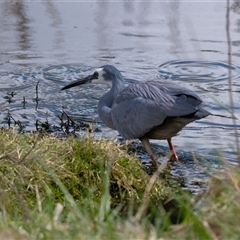 Egretta novaehollandiae at Fyshwick, ACT - 22 Sep 2025 01:47 PM