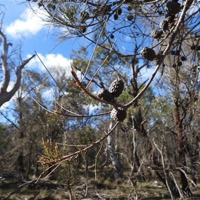 Allocasuarina littoralis (Black She-oak) at Mulloon, NSW - 21 Sep 2025 by DavidDedenczuk