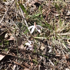 Caladenia fuscata (Dusky Fingers) at Mulloon, NSW - 21 Sep 2025 by DavidDedenczuk