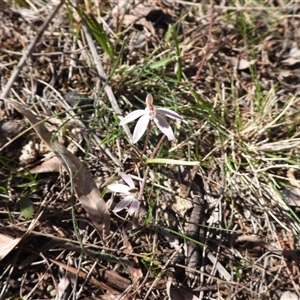 Caladenia fuscata at Mulloon, NSW - suppressed