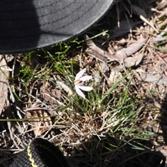 Caladenia fuscata at Mulloon, NSW - suppressed