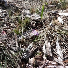 Caladenia fuscata (Dusky Fingers) at Mulloon, NSW - 21 Sep 2025 by DavidDedenczuk