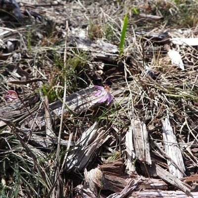 Caladenia fuscata (Dusky Fingers) at Mulloon, NSW - 21 Sep 2025 by DavidDedenczuk