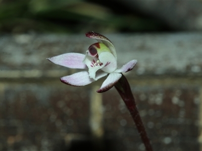Caladenia pusilla (Pygmy Caladenia) by Csteele4