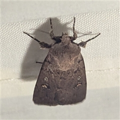 Proteuxoa (genus) (A Noctuid moth) by HelenCross
