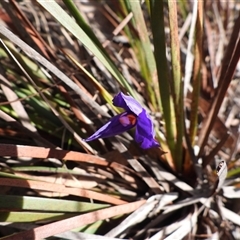 Patersonia sericea var. sericea (Silky Purple-flag) at Mulloon, NSW - 21 Sep 2025 by DavidDedenczuk