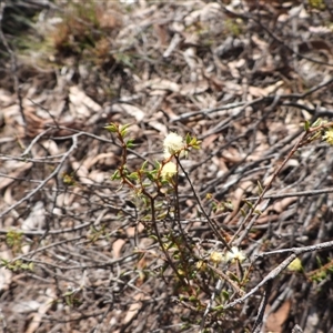 Acacia gunnii (Ploughshare Wattle) at Mulloon, NSW - 21 Sep 2025 by DavidDedenczuk