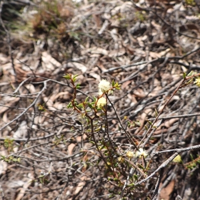 Acacia gunnii (Ploughshare Wattle) at Mulloon, NSW - 21 Sep 2025 by DavidDedenczuk