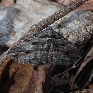 Chrysolarentia severata (Finely-lined Carpet) at Mulloon, NSW - 21 Sep 2025 by DavidDedenczuk