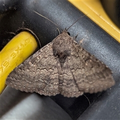 Eudesmeola lawsoni (Lawson's Night Moth) by HelenCross