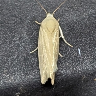 Earias chlorodes (Pale Earias) at  - suppressed by HelenCross