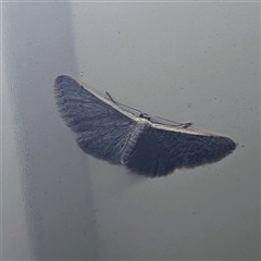 Idaea costaria (White-edged Wave) by HelenCross
