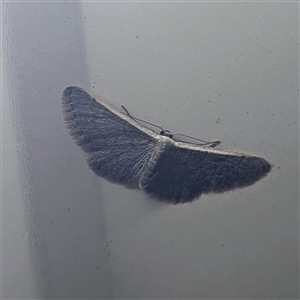 Idaea costaria (White-edged Wave) by HelenCross