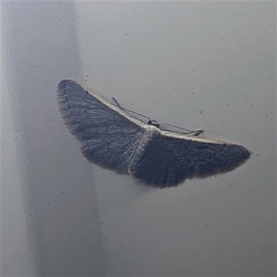 Idaea costaria (White-edged Wave) at  - suppressed by HelenCross