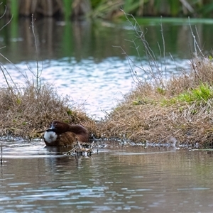 Aythya australis (Hardhead) at Fyshwick, ACT - 22 Sep 2025 by Untidy