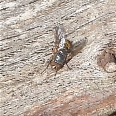 Calliphora stygia (Brown blowfly or Brown bomber) at Mulloon, NSW - 21 Sep 2025 by DavidDedenczuk