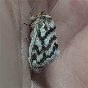Pernattia chlorophragma (Desert Casuarina Moth (Lasiocampidae)) by HelenCross