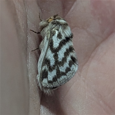 Pernattia chlorophragma (Desert Casuarina Moth (Lasiocampidae)) at  - suppressed by HelenCross