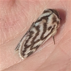 Pernattia chlorophragma at The Pilliga, NSW - suppressed