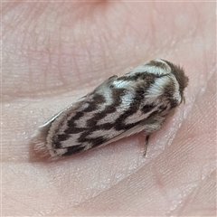 Pernattia chlorophragma at The Pilliga, NSW - suppressed