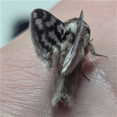 Pernattia chlorophragma at The Pilliga, NSW - suppressed