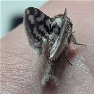 Pernattia chlorophragma at The Pilliga, NSW - suppressed