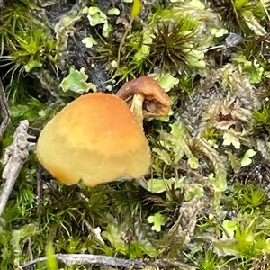 Unverified Cap on a stem; gills below cap [mushrooms or mushroom-like] at Acton, ACT - 21 Sep 2025 by Clarel