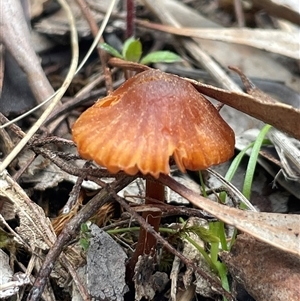 Laccaria sp. (Laccaria) at Acton, ACT - 21 Sep 2025 by Clarel