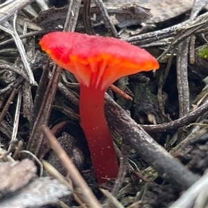 Hygrocybe sp. ‘red’ (A Waxcap) at Acton, ACT - 21 Sep 2025 by Clarel