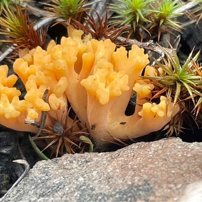 Ramaria sp. (genus) (A Coral fungus) at Acton, ACT - 21 Sep 2025 by Clarel