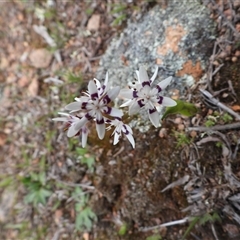 Wurmbea dioica subsp. dioica (Early Nancy) at Kenny, ACT - 21 Sep 2025 by DavidDedenczuk