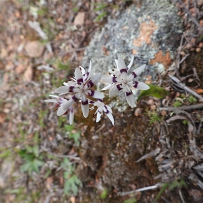 Wurmbea dioica subsp. dioica (Early Nancy) at Kenny, ACT - 21 Sep 2025 by DavidDedenczuk