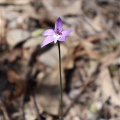 Glossodia major (Wax Lip Orchid) at Acton, ACT - 21 Sep 2025 by Clarel