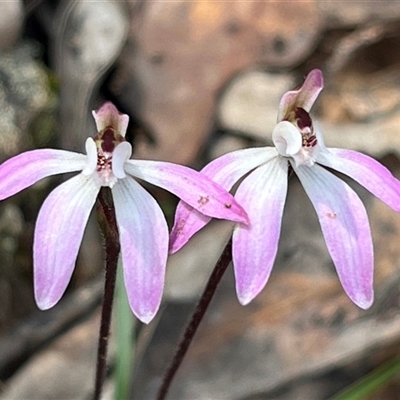 Caladenia fuscata (Dusky Fingers) at Acton, ACT - 21 Sep 2025 by Clarel