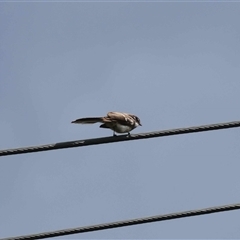 Rhipidura albiscapa (Grey Fantail) at Hughes, ACT - 21 Sep 2025 by LisaH