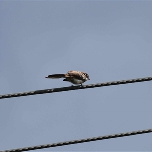 Rhipidura albiscapa (Grey Fantail) at Hughes, ACT - 21 Sep 2025 by LisaH