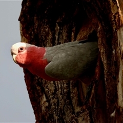 Eolophus roseicapilla (Galah) at Hughes, ACT - 21 Sep 2025 by LisaH
