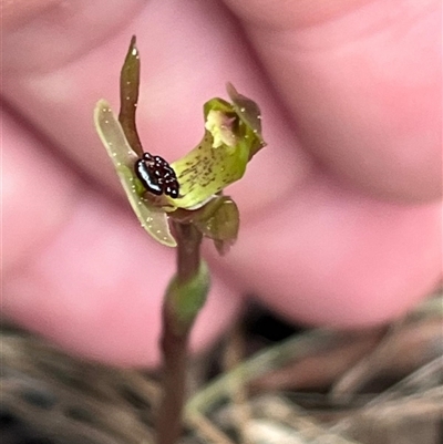 Chiloglottis trapeziformis (Diamond Ant Orchid) at Acton, ACT - 28 Sep 2025 by Clarel