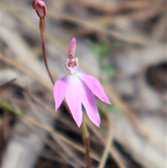 Caladenia carnea (Pink Fingers) at Acton, ACT - 21 Sep 2025 by Clarel