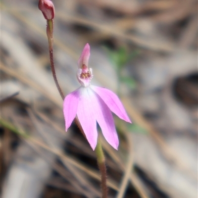 Caladenia carnea (Pink Fingers) at Acton, ACT - 21 Sep 2025 by Clarel