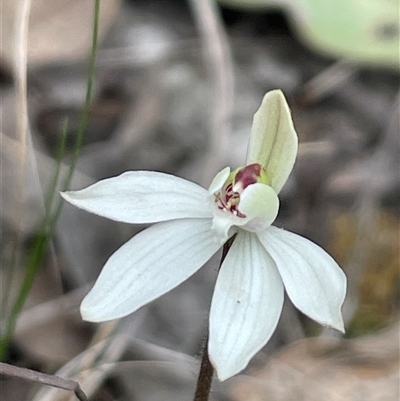 Caladenia fuscata (Dusky Fingers) at Acton, ACT - 21 Sep 2025 by Clarel