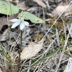 Caladenia fuscata at Acton, ACT - suppressed