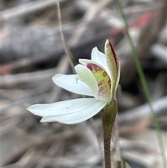 Caladenia fuscata at Acton, ACT - suppressed