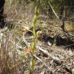 Pterostylis sp. at The Pilliga, NSW - 22 Sep 2025 by HelenCross