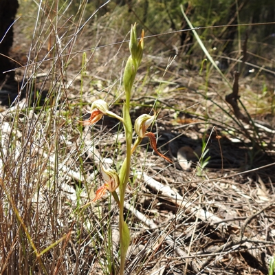 Pterostylis sp. at The Pilliga, NSW - 22 Sep 2025 by HelenCross