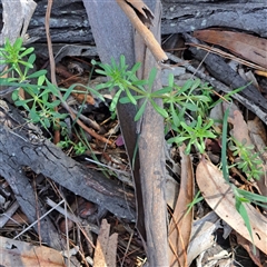 Galium aparine (Goosegrass, Cleavers) at Watson, ACT - 22 Sep 2025 by abread111