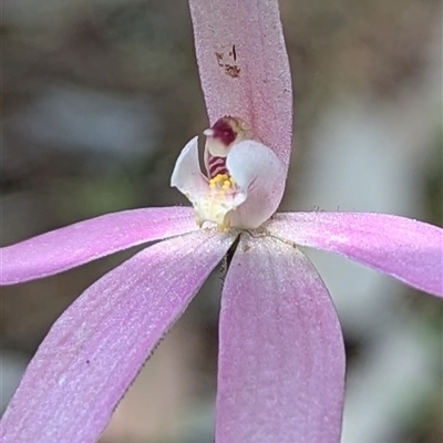 Caladenia fuscata (Dusky Fingers) at The Pilliga, NSW - 20 Sep 2025 by HelenCross